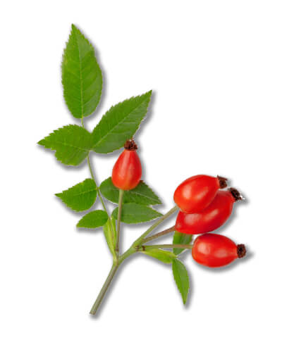 Organic Rosa Canina Fruit Extract